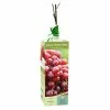 Van Zyverden, Inc. Van Zyverden Inc. Grape Reliance - red seedless 00817 - Plants, Shrubs & Trees