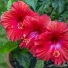 Sawyer Nursery Patio Tropical Hibiscus Bush 10 Inch Pot - Plants, Shrubs & Trees