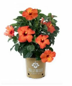 Capstone Plants Hibiscus Hollywood Assorted Colors 2G Pot - Shrubs