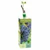 Van Zyverden, Inc. Van Zyverden Inc. Grape Mars - blue seedless 00815 - Plants, Shrubs & Trees
