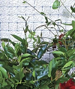 Garden Zone 24" x 50' Plastic Netting with 1" Mesh, Grey - 312450 - Fence and Wire 7 Garden Zone 24" x 50' Plastic Netting with 1" Mesh, Grey - 312450 - Fence and Wire -Cheap Lawn Shop 0aeeb133e683921ef62015abf63d88c26531204d 312450 4