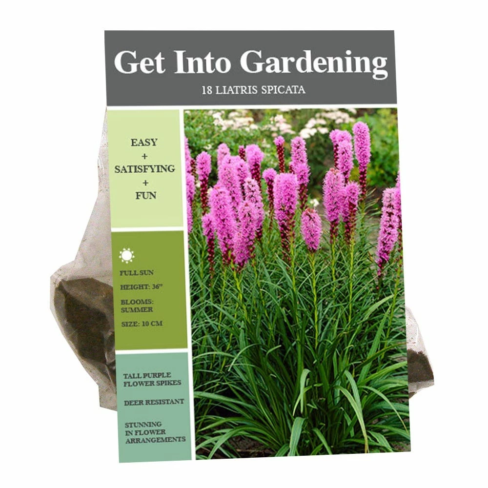 Van Zyverden, Inc. Van Zyverden Inc. Liatris Spicata 00720 - Garden Center 1 Van Zyverden, Inc. Van Zyverden Inc. Liatris Spicata 00720 - Garden Center