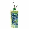 Van Zyverden, Inc. Van Zyverden Inc. Blueberry Jersey 00806 - Plants, Shrubs & Trees