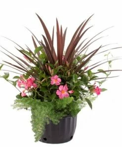 Costa Farms Mandevilla Combo, 1.75 gallon - WMSPCOM22 - Plants, Shrubs & Trees