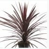 Capstone Plants Cordyline 7 Inch Decorative Pot - Shrubs