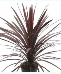 Capstone Plants Cordyline 7 Inch Decorative Pot - Shrubs