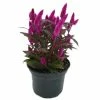 NMG 8In Celosia Intenz - 59810 - Plants, Shrubs & Trees