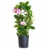 Sawyer Nursery Patio Tropical Mandevilla 2.5 Quart Pot - Plants, Shrubs & Trees