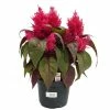 NMG 8In Dragons Breath Celosia - 56000 - Plants, Shrubs & Trees