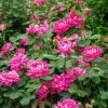 Greenleaf Nursery Rose Knock Out Pink Double #2 Pot - Plants, Shrubs & Trees