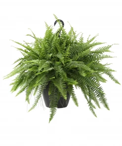 Costa Farms 10" Hanging Basket Boston Fern - BF10 - Plants, Shrubs & Trees