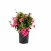 Sawyer Nursery Patio Tropical Dipladenia 2.5 Quart Pot - Plants, Shrubs & Trees