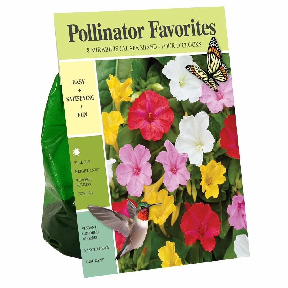 Van Zyverden, Inc. Van Zyverden Inc. Mirabilis Jalapa Blend - Four O clocks 01980 - Garden Center 1 Van Zyverden, Inc. Van Zyverden Inc. Mirabilis Jalapa Blend - Four O clocks 01980 - Garden Center