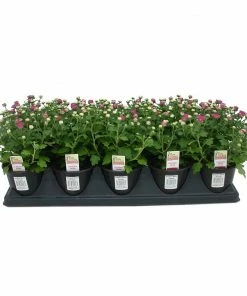 NMG 4In Mum Yellow Assorted - 92185 - Plants, Shrubs & Trees