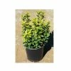 Park Hill Plants & Trees Golden Euonymus #1 Pot - Plants, Shrubs & Trees