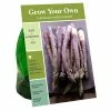 Van Zyverden, Inc. Van Zyverden Inc. Asparagus Purple Passion 09806 - Garden Center