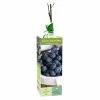 Van Zyverden, Inc. Van Zyverden Inc. Blueberry Blue Ray 00807 - Plants, Shrubs & Trees