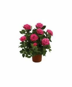 Capstone Plants Rose Premium Hybrids Assorted Colors 2G Pot - Shrubs