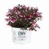Capstone Plants Weigela Proven Winner Assorted Colors 2G Pot - Shrubs