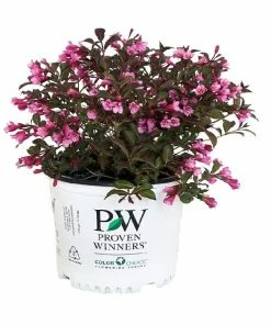 Capstone Plants Weigela Proven Winner Assorted Colors 2G Pot - Shrubs
