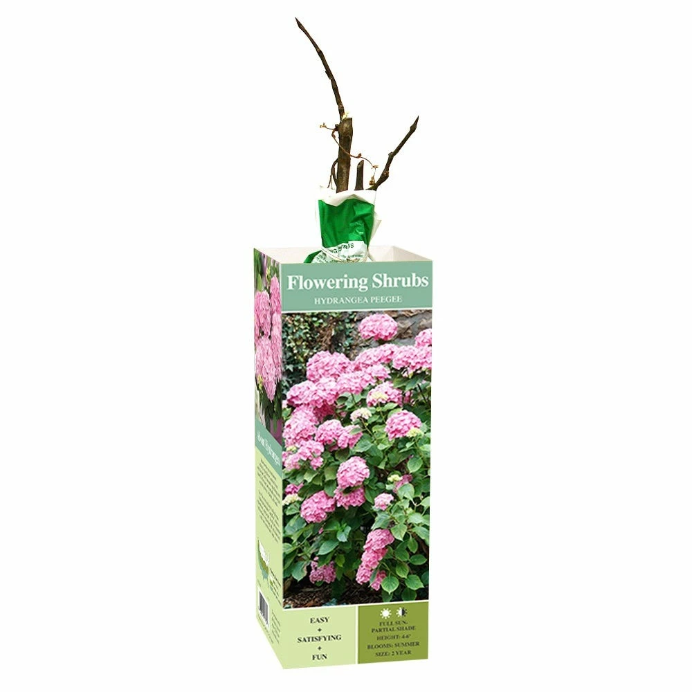 Van Zyverden, Inc. Van Zyverden Inc. Hydrangea Peegee Pink 01772 - Plants, Shrubs & Trees 1 Van Zyverden, Inc. Van Zyverden Inc. Hydrangea Peegee Pink 01772 - Plants, Shrubs & Trees