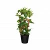 Sawyer Nursery Patio Tropical Mandevilla White 10 Inch Pot - Plants, Shrubs & Trees