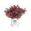 Capstone Plants Weigela Proven Winner Wine & Roses 8 Inch Pot - Shrubs