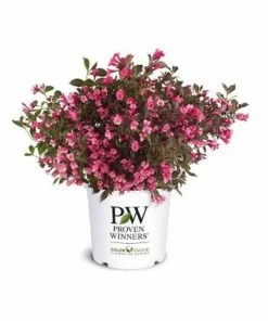 Capstone Plants Weigela Proven Winner Wine & Roses 8 Inch Pot - Shrubs