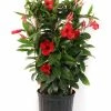 Costa Farms Mandevilla Trellis, 9.25 inches - 1.70MAN30TPASRT - Plants, Shrubs & Trees
