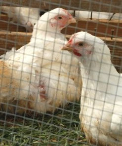 IronRidge 30" x 10' Welded Wire Garden Fence with 1/2" x 1" Openings - 403010 - Fence and Wire -Cheap Lawn Shop 5c03a4741f0a8f7266fa98e4d50fd92b1ec2c252 70370090 4