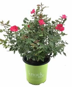 Capstone Plants Rose Knockout Assorted Colors 2G Pot - Shrubs