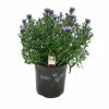 NMG 2.5Qt Aster - 30165 - Plants, Shrubs & Trees