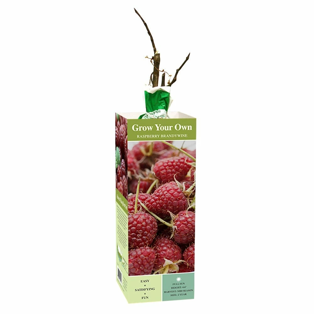 Van Zyverden, Inc. Van Zyverden Inc. Raspberry Brandywine - 00811 - Plants, Shrubs & Trees 1 Van Zyverden, Inc. Van Zyverden Inc. Raspberry Brandywine - 00811 - Plants, Shrubs & Trees