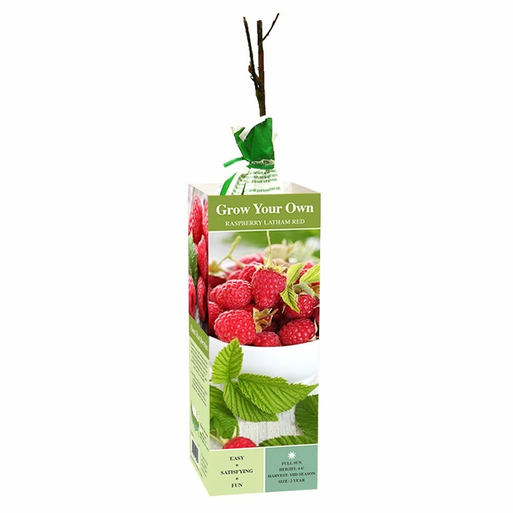 Van Zyverden, Inc. Van Zyverden Inc. Raspberry Latham Red 00809 - Plants, Shrubs & Trees 1 Van Zyverden, Inc. Van Zyverden Inc. Raspberry Latham Red 00809 - Plants, Shrubs & Trees
