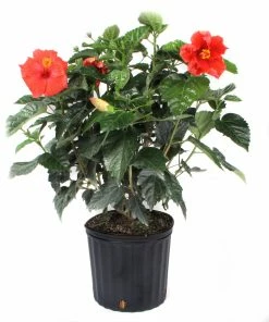 Costa Farms 10" Hibiscus Bush - 1.70GHIBUSHASRT - Plants, Shrubs & Trees