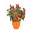 Various Brands Lantana, 2.5 Quart - Plants, Shrubs & Trees
