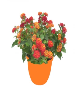 Various Brands Lantana, 2.5 Quart - Plants, Shrubs & Trees