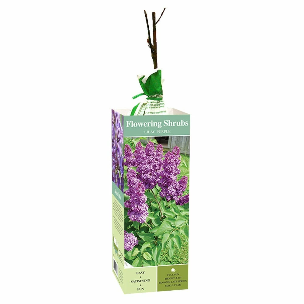 Van Zyverden, Inc. Van Zyverden Inc. Lilac Purple 01780 - Plants, Shrubs & Trees 1 Van Zyverden, Inc. Van Zyverden Inc. Lilac Purple 01780 - Plants, Shrubs & Trees