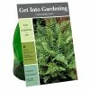 Van Zyverden, Inc. Van Zyverden Inc. Fern Christmas 09584 - Garden Center