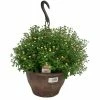 NMG 10In Hanging Basket Mum Assorted - 35400 - Plants, Shrubs & Trees