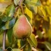 Freedom Farms Moonglow Pear Fruit Tree 5G Pot - Trees