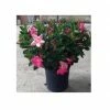 Sawyer Nursery Patio Tropical Dipladenia Bush 2.5 Quart Pot - Plants, Shrubs & Trees