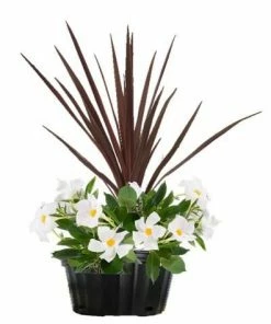 Costa Farms Mandevilla Combo, 1.5 gallon - 1.50GPMIXDRABICMANPK - Plants, Shrubs & Trees