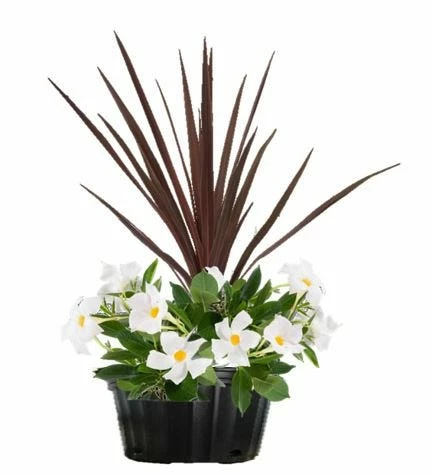 Costa Farms Mandevilla Combo, 1.5 gallon - 1.50GPMIXDRABICMANPK - Plants, Shrubs & Trees 1 Costa Farms Mandevilla Combo, 1.5 gallon - 1.50GPMIXDRABICMANPK - Plants, Shrubs & Trees