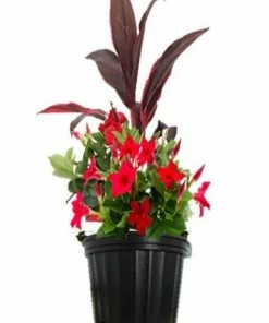 Costa Farms Mandevilla Combo, 2.25 gallon - LWSPCOMB51 - Plants, Shrubs & Trees