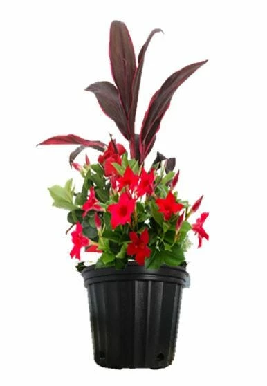 Costa Farms Mandevilla Combo, 2.25 gallon - LWSPCOMB51 - Plants, Shrubs & Trees 1 Costa Farms Mandevilla Combo, 2.25 gallon - LWSPCOMB51 - Plants, Shrubs & Trees