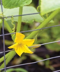 Garden Craft 28" x 50' Rabbit Guard Fence - 342850 - Fence and Wire -Cheap Lawn Shop af70a18575477f8fdda3a72ce53298836392fc11 342850 2