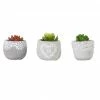Alpine Succulent with Cement Pot Planter - Assorted KGD324ABB - Garden Accessories