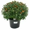 NMG 8In Mum Yellow Assorted - 35200 - Plants, Shrubs & Trees