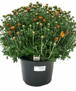 NMG 8In Mum Yellow Assorted - 35200 - Plants, Shrubs & Trees